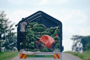 Transporting bananas on a lorry in Uganda