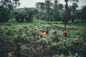 Women in sierra Leone planting trees