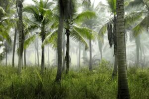 Palm tree forest